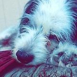 Available: Qualified Pet Care Provider in Brandon, Mississippi