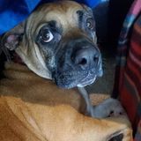 Skillful House Sitter who loves animals with solid reference