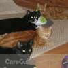 Cat Sitter Needed