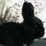 Loving Bunny / Rabbit Sitter