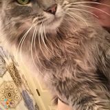 Pet sitter