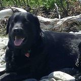 Most Great Pet Sitter in Sarnia