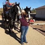 Longmont Housesitter Interested In Work