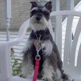 Where dogs Love to Play & be Loved