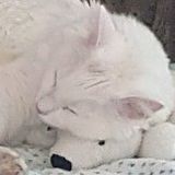Available: Honest Pet Carer in Winter Haven, Florida