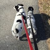 Nervous hiring a kid for your fur babies? Boarding fees too high? Maturity+Reliable+Affordable+Loving Perfect PetSitter!