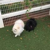 MUST Love Poms! AVALON WEEK SIT