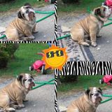 Present groomer,boarding,daycare.
