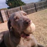 Present House Sitting Professional in Rialto, Fontana and Rancho Cucamonga.