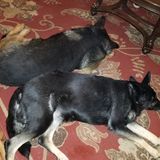 For Hire: I raise and train German Shepherds, I have many years experience with animals. And I absolutely adore animals.