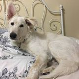 Excellent Pet Care Provider Available Today!