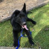 Available: Loving Dog Sitter in Auburn, Washington