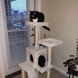 Two Cute Cats