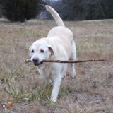 Dog walker & Pet-sitting services