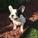 For Hire: Seasoned Animal Lover in Whitby
