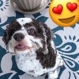 Most Reliable Pet Service Provider in Davenport