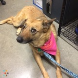 Abused 60lb Belgian Malinois Mix Seeks EXPERIENCED, KIND Walker