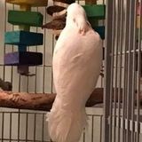 Bird Sitter at Your home for a Cockatoo