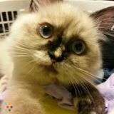 Loving Responsible & Experienced Pet/House Sitter IWhile You're Away