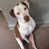 Experienced in dog walking and pet sitting