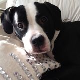 Caregiver for recently paralyzed dog wanted