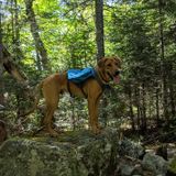 Animal-Lover Pet sitter/Dog walker wanted!
