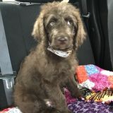 Hiring: Puppy Sitting