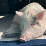 Looking for Pet Sitting Mon-Thur for our pig in Fitchburg MA