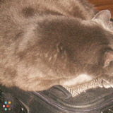 Need a sitter for my cat in your home