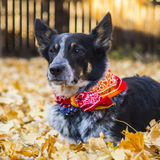 Last minute dog sitter needed Aug. 30 - Sep. 3