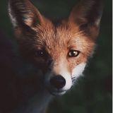 Hi my name is NyArah. I am offering to walk your pet, Feed your pet, and whatever else your pet needs while your gone.