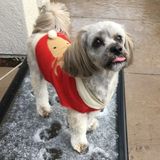 2 Year Old Shih Tzu Mix Needs A Mid Day Walk