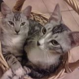I like dogs, cats, birds, all the animals that are our little brothers to whom we must take care and help