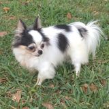 Seeking Pet Sitting/Grooming Jobs in Vero Beach and surrounding areas