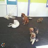 Paws 'N' Play Doggy Daycare - 562 Reed Road Dartmouth MA 02747