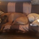 Housesitter for Hire. Loves animals