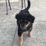 GTA Pet Sitter