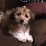 Dog Sitting For Cute Puppy For 10 Days