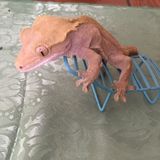 Petersburg Pet Trainer Available For Being Hired in Petersburg Virginia