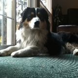 Thornhill Pet Sitter Looking For Job Opportunities