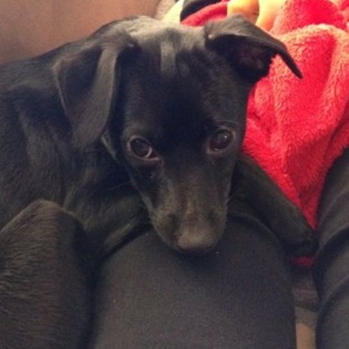 Pet Care Job Maria Briscoe's Profile Picture