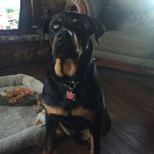 Pet Care Job Reggan Fetter's Profile Picture