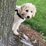 Qualified Dog Walker and Pet Sitter.