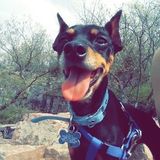 Hardworking Pet Sitter in Dekalb