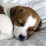 Interested In Evansville Pet Sitter Jobs
