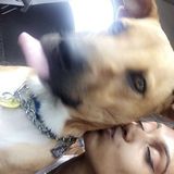 Most Hard Working Petsitter in Davenport