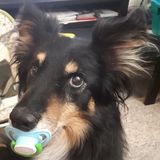 Exotic, special needs, and common pet sitter in Markham Ontario.