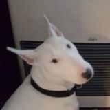 For Hire: Present Pet Groomer in Plattsburgh