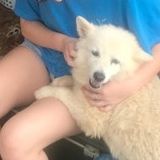 Dedicated Pet Care Provider in Tyrone