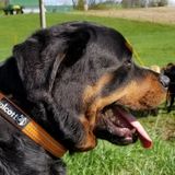 New River Valley Pet Sitting & Farm Services LLC